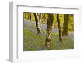 Bluebells in Millers Wood Near to Colton in the Lake District National Park-Julian Elliott-Framed Photographic Print