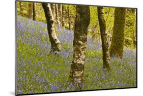 Bluebells in Millers Wood Near to Colton in the Lake District National Park-Julian Elliott-Mounted Photographic Print