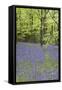 Bluebells in Spring-null-Framed Stretched Canvas