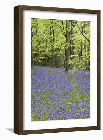 Bluebells in Spring-null-Framed Photographic Print