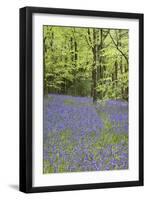 Bluebells in Spring-null-Framed Photographic Print