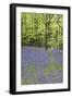 Bluebells in Spring-null-Framed Photographic Print