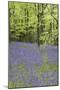 Bluebells in Spring-null-Mounted Photographic Print