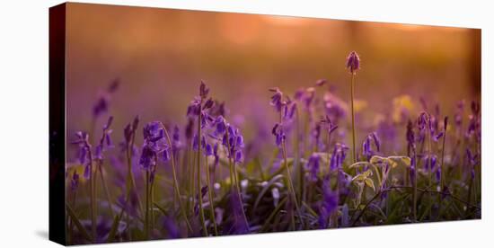 Bluebells in Sunset-Inguna Plume-Stretched Canvas