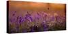 Bluebells in Sunset-Inguna Plume-Stretched Canvas