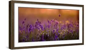 Bluebells in Sunset-Inguna Plume-Framed Photographic Print