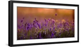 Bluebells in Sunset-Inguna Plume-Framed Photographic Print