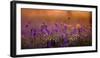 Bluebells in Sunset-Inguna Plume-Framed Photographic Print