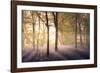 Bluebells in the Woods-Steve Docwra-Framed Giclee Print