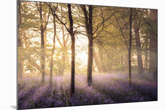Bluebells in the Woods-Steve Docwra-Mounted Giclee Print