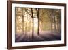 Bluebells in the Woods-Steve Docwra-Framed Giclee Print