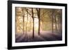 Bluebells in the Woods-Steve Docwra-Framed Giclee Print