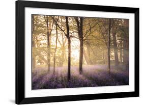 Bluebells in the Woods-Steve Docwra-Framed Giclee Print