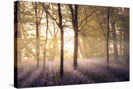 Bluebells in the Woods-Steve Docwra-Stretched Canvas