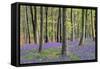 Bluebells in Wood-null-Framed Stretched Canvas