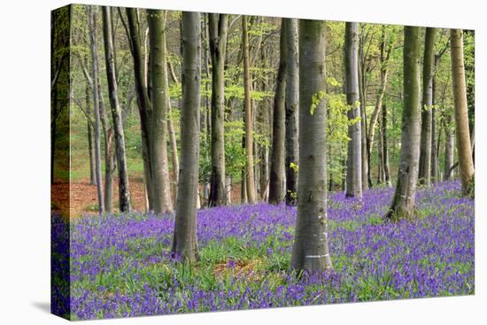 Bluebells in Wood-null-Stretched Canvas