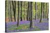 Bluebells in Wood-null-Stretched Canvas