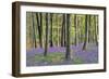 Bluebells in Wood-null-Framed Photographic Print