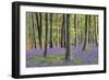 Bluebells in Wood-null-Framed Photographic Print