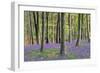 Bluebells in Wood-null-Framed Photographic Print