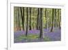 Bluebells in Wood-null-Framed Photographic Print