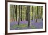 Bluebells in Wood-null-Framed Photographic Print