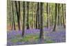 Bluebells in Wood-null-Mounted Photographic Print