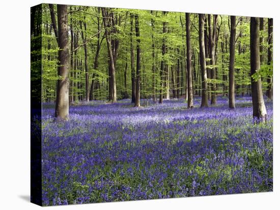 Bluebells In Woodland-Adrian Bicker-Stretched Canvas