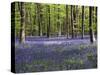 Bluebells In Woodland-Adrian Bicker-Stretched Canvas