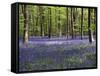 Bluebells In Woodland-Adrian Bicker-Framed Stretched Canvas