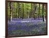 Bluebells In Woodland-Adrian Bicker-Framed Photographic Print