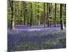 Bluebells In Woodland-Adrian Bicker-Mounted Photographic Print
