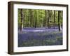 Bluebells In Woodland-Adrian Bicker-Framed Photographic Print