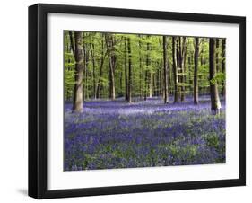 Bluebells In Woodland-Adrian Bicker-Framed Photographic Print
