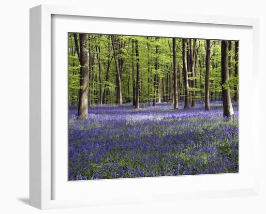 Bluebells In Woodland-Adrian Bicker-Framed Photographic Print