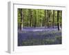 Bluebells In Woodland-Adrian Bicker-Framed Photographic Print