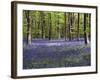 Bluebells In Woodland-Adrian Bicker-Framed Photographic Print