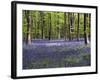 Bluebells In Woodland-Adrian Bicker-Framed Photographic Print