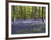 Bluebells In Woodland-Adrian Bicker-Framed Photographic Print