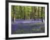 Bluebells In Woodland-Adrian Bicker-Framed Photographic Print