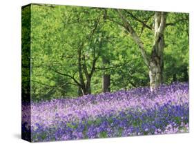 Bluebells in Woods, Springtime-Jon Arnold-Stretched Canvas