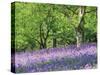 Bluebells in Woods, Springtime-Jon Arnold-Stretched Canvas