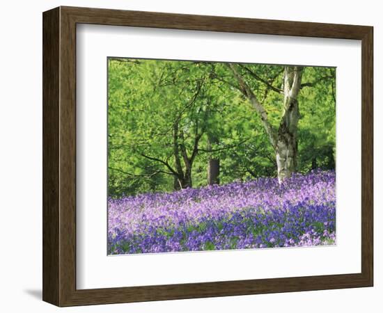 Bluebells in Woods, Springtime-Jon Arnold-Framed Photographic Print