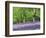 Bluebells in Woods, Springtime-Jon Arnold-Framed Photographic Print