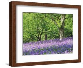 Bluebells in Woods, Springtime-Jon Arnold-Framed Photographic Print