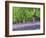 Bluebells in Woods, Springtime-Jon Arnold-Framed Photographic Print