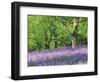 Bluebells in Woods, Springtime-Jon Arnold-Framed Photographic Print