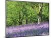 Bluebells in Woods, Springtime-Jon Arnold-Mounted Photographic Print