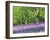 Bluebells in Woods, Springtime-Jon Arnold-Framed Photographic Print