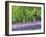 Bluebells in Woods, Springtime-Jon Arnold-Framed Photographic Print